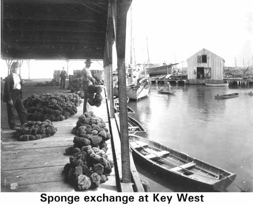 Key West Natural Sea Sponge