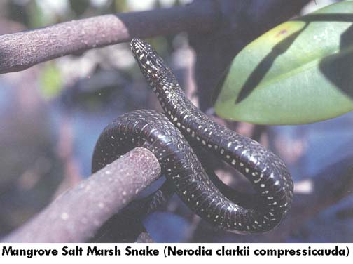  - snakemangrovesaltmarsh